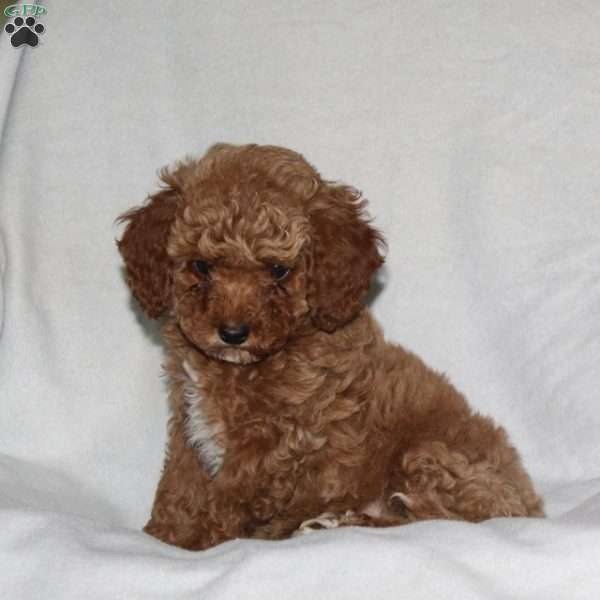 Silver, Cockapoo Puppy